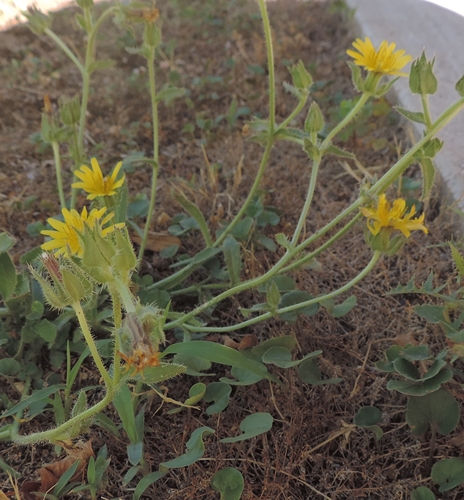 nel mio giardino - Helminthotheca echioides